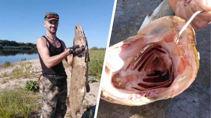 «Хапнул адреналина»: нижегородец поймал гигантскую щуку весом в 11 кг