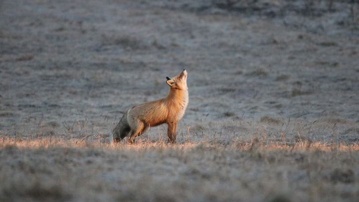 Любопытная лиса преследовала фотографа в закрытом от туристов нацпарке на юге края