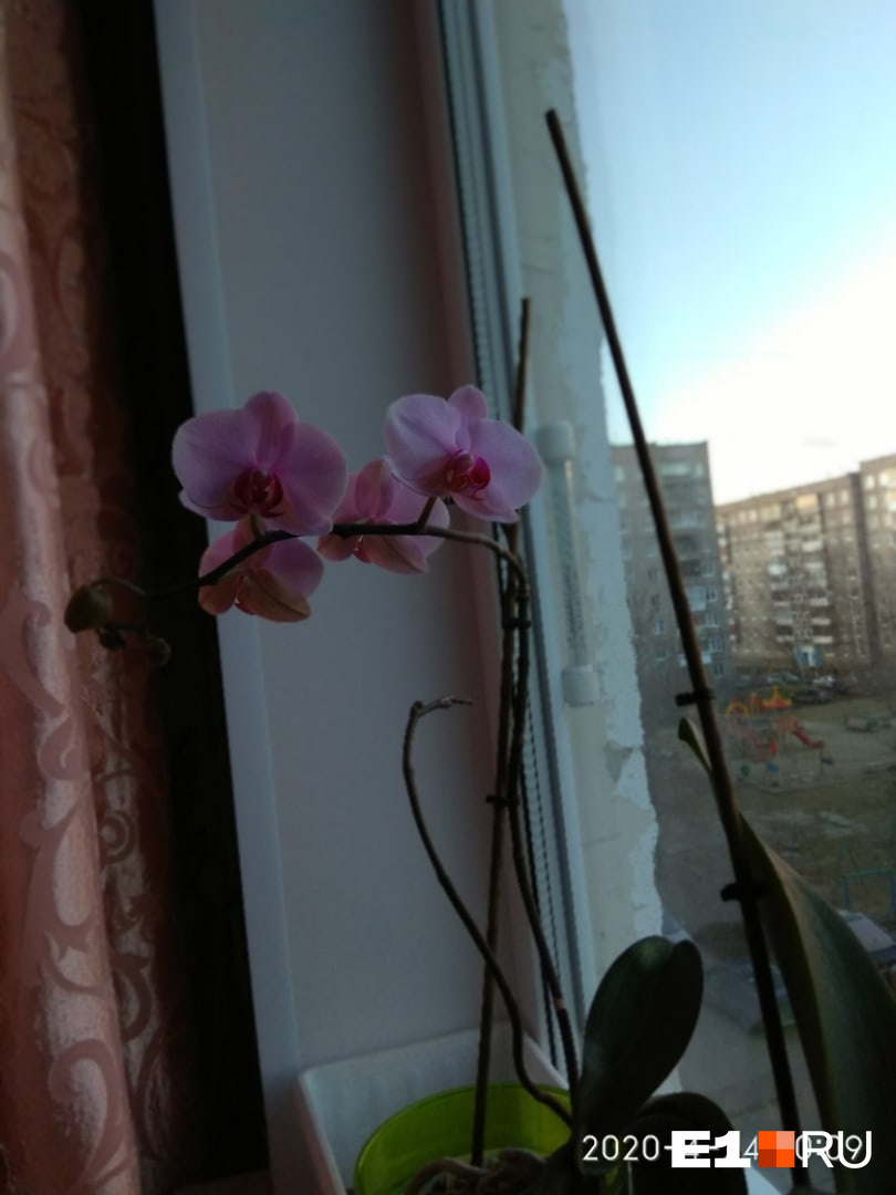 Это орхидея
