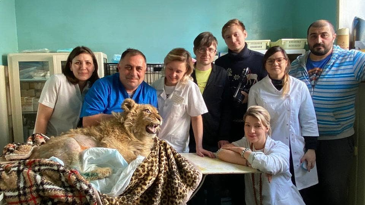 Карен Даллакян прооперировал львёнка, ставшего жертвой фотоживодёров