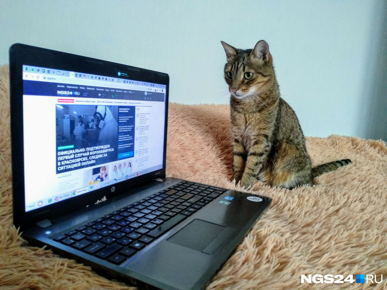 Время стать домашним котиком. Не забывайте читать NGS24.RU Время стать домашним котиком. Не забывайте читать NGS24.RU