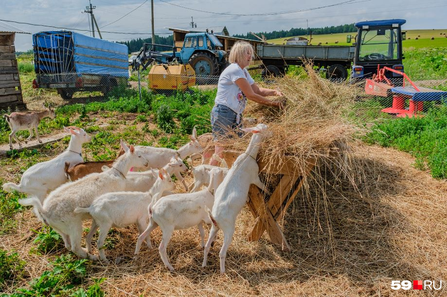 Farm 23. Ферма 59 Березники.