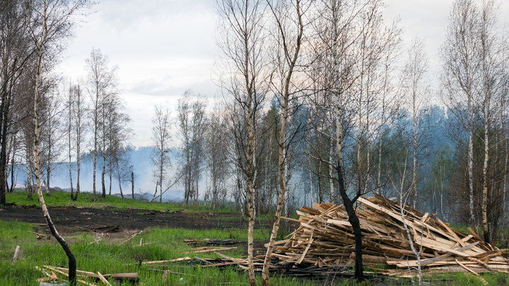 В Красноярском крае ликвидировали первый лесной пожар в этом году. Виной ему стал человек