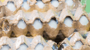 В Самаре уничтожат несколько десятков тысяч куриных яиц