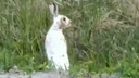 Видео дня. Бесстрашный заяц бежит вдоль арзамасской трассы