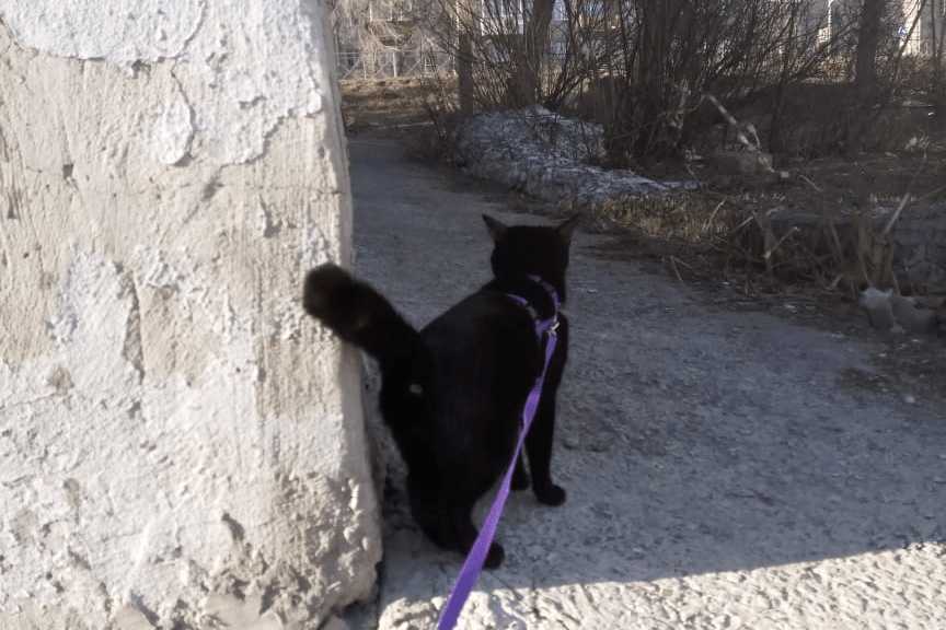 Чёрная кошка — Маня