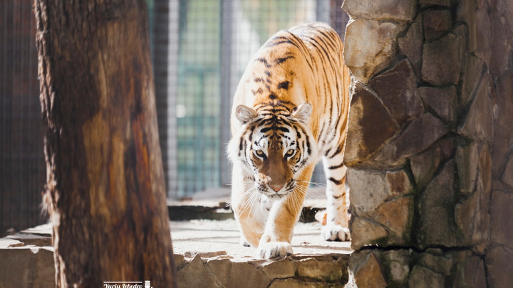 4100 нижегородцев и жителей области смогут бесплатно посетить зоопарк «Мадагаскар»