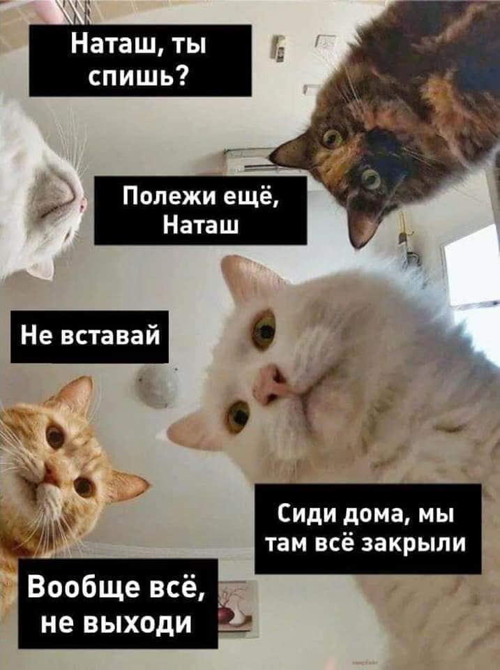 Смешные картинки котов мемы