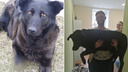 «Это делает секта»: в Нижнем Новгороде находят чёрных псов с отрубленными лапами