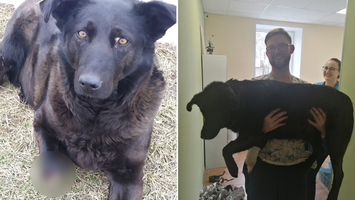 «Это делает секта»: в Нижнем Новгороде находят чёрных псов с отрубленными лапами
