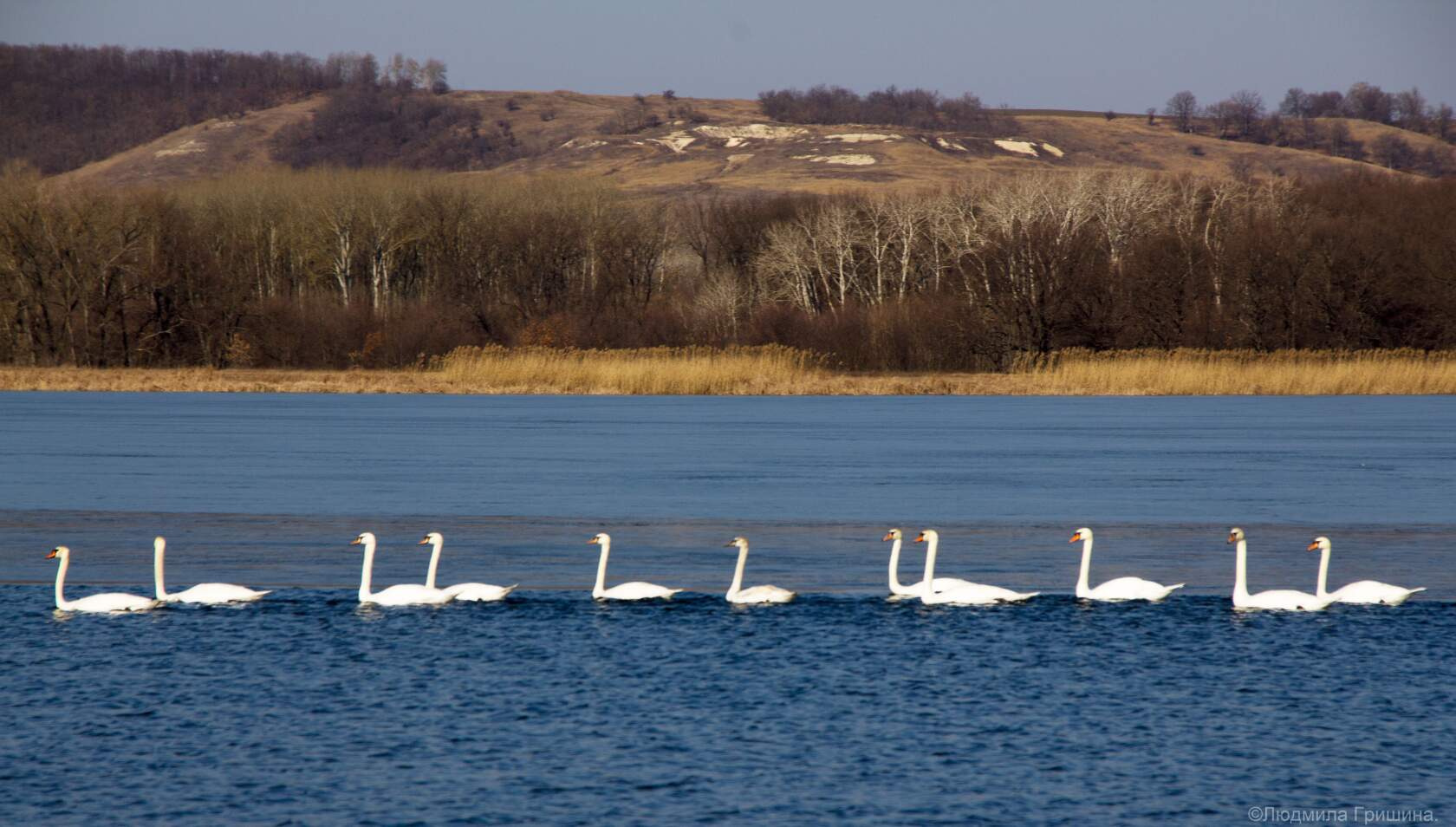 Лебеди на озере в Урюпинске