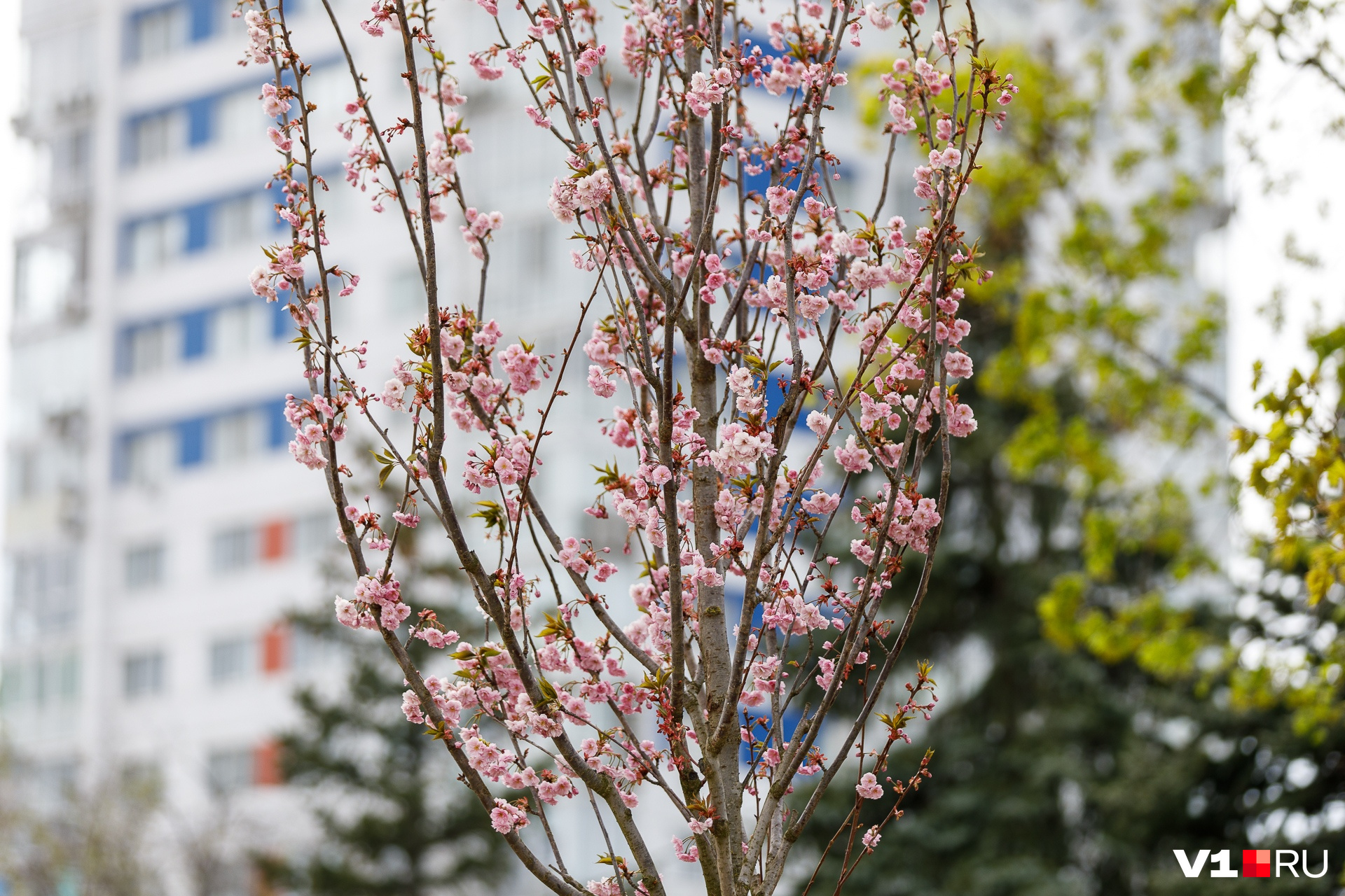 Волгоград в апреле. ЦПКИО Волгоград фото Сакура. Цвет весны 24 года