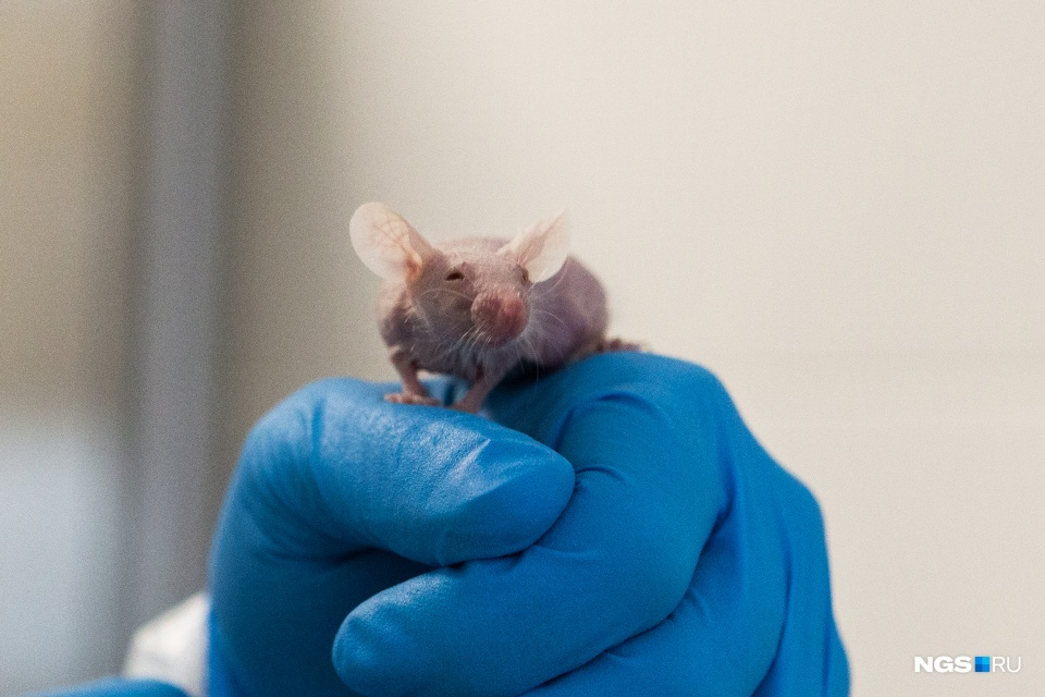 Иммунодефицитные мыши — самые безобидные