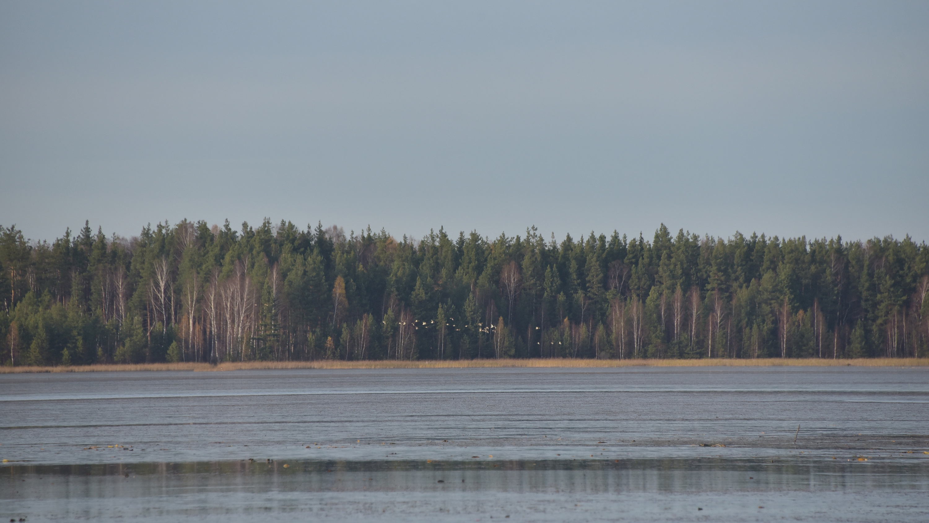 Власти отказались спасать от гибели самое крупное озеро Нижегородской области