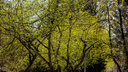 В город пришла весна — 10 фото зелёного Новосибирска для тех, кто воздерживается от прогулок