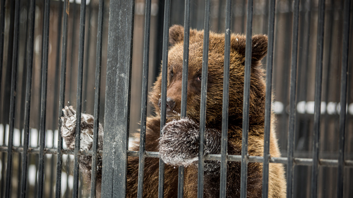 Медведь напал на пасеку в Кузбассе. Теперь его могут застрелить