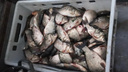 В Курганской области задержали челябинца, наловившего рыбы на 750 тысяч рублей