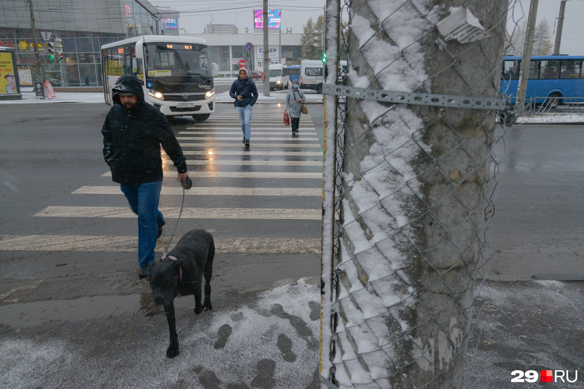 Гулять с собаками по улицам города по правилам можно только на коротком поводке