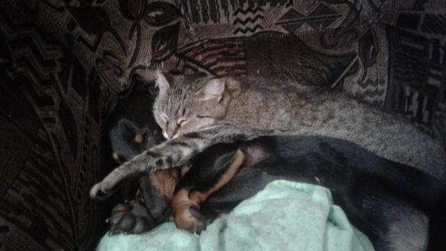 Пёс Гарик и кошка Буся любят спать в обнимку. Кошка не любит играть с собакой, но если они ложатся спать вместе, то Буся начинает умывать Гарика, а он аккуратно чешет её зубами