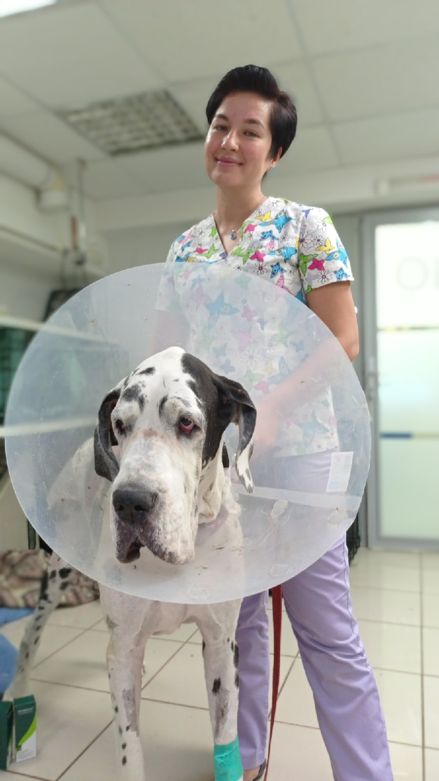 Лечащий врач Николь Нелли Тунекова после восстановление собаки