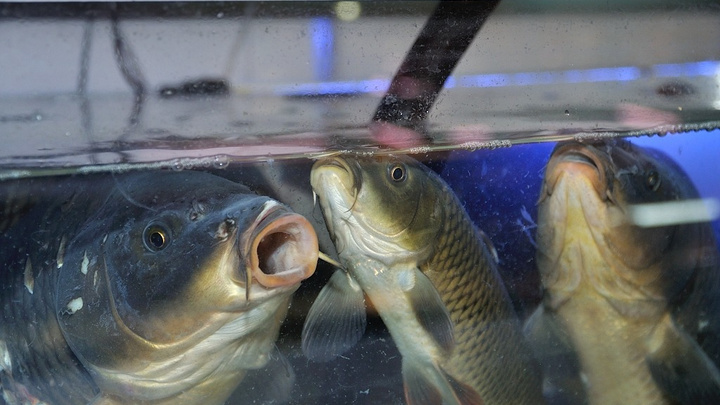 Уральские ученые обнаружили, что у рыбок тоже бывает депрессия