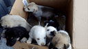 «Нам обидно и больно»: Центр по проблемам домашних животных отказался брать подкинутых им щенков