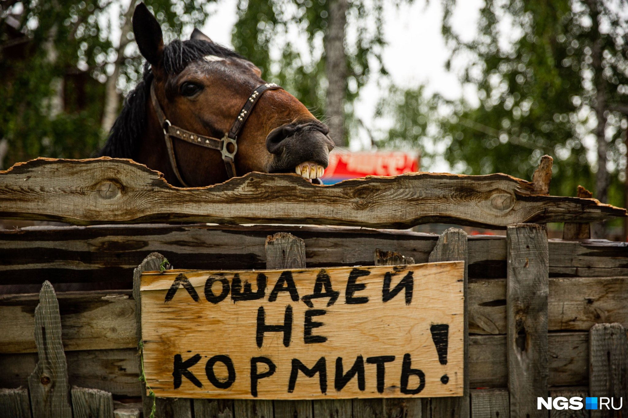 Конь по имени Орлик грызет забор в конном клубе «Арион». Почитать репортаж оттуда <a href="https://ngs.ru/text/business/2020/06/10/69303841/" target="_blank" class="_">можно здесь</a> Конь по имени Орлик грызет забор в конном клубе «Арион». Почитать репортаж оттуда <a href="https://ngs.ru/text/business/2020/06/10/69303841/" target="_blank" class="_">можно здесь</a>