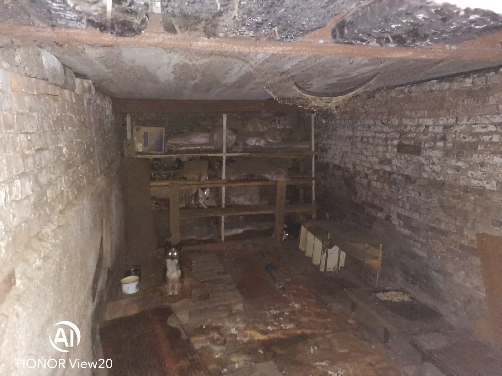 Собаки не привыкли к людям Собаки не привыкли к людям