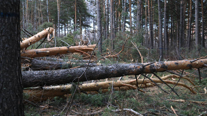 Директор предприятия незаконно нарубил леса на 16 миллионов рублей
