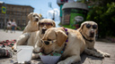 «Душа моя тефлоновая»: хозяин знаменитых собак в очках рассказал, кто он и как сделать мир счастливым