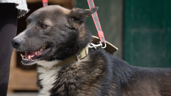 «Многие замерзнут в морозы»: в Екатеринбурге ищут хозяев для собак, которых придется оставить на улице