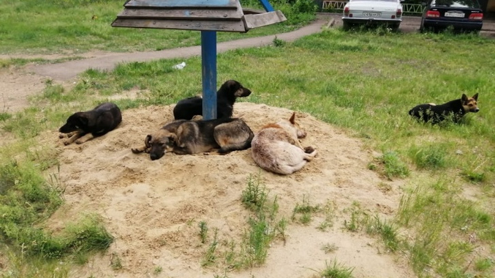 Дети во дворе на Свердловской кинули кошку на растерзание стае собак