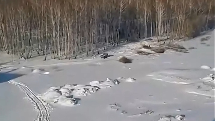 На Северо-Западе Челябинска вырубают деревья без разрешения мэрии