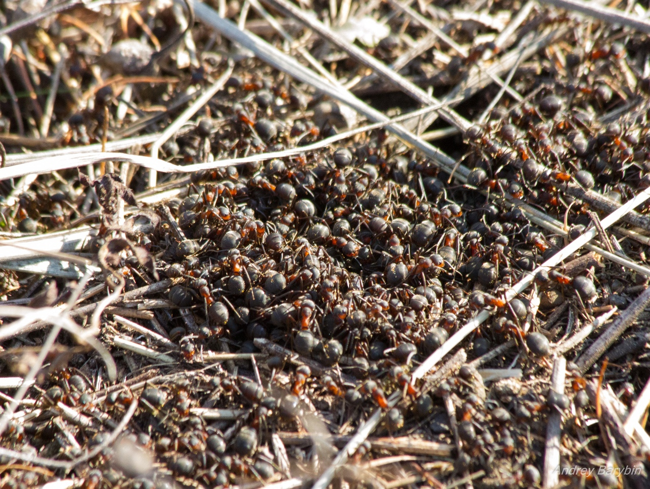 В муравейнике закипела жизнь