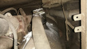 Автобусные войны: ачинскому перевозчику насыпали сахар в бензобаки и парализовали его работу