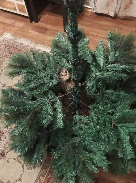 А кошка Лиза — новую большую игрушку А кошка Лиза — новую большую игрушку