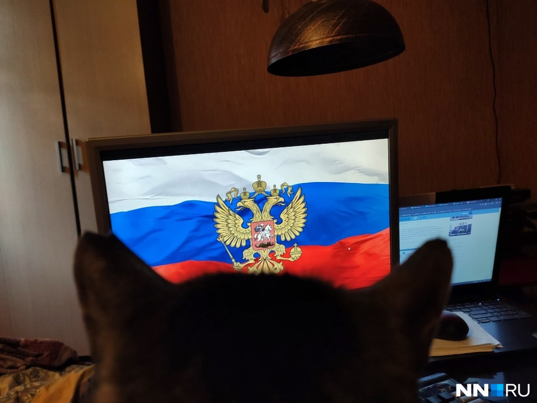 Коты тоже ждут обращение президента Коты тоже ждут обращение президента
