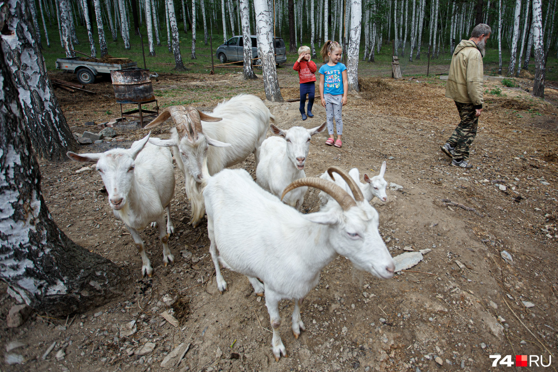 Козёл Елисей и козы знают свои имена и охотно откликаются на призыв хозяина