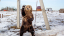 Даёт «пять» и катает хозяев на коньках: как приручили медведя в российской деревне