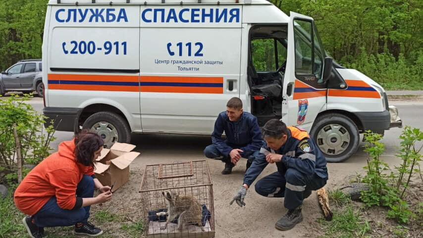 Сколько енотов влезет в человека. Тольятти как спасать животное.