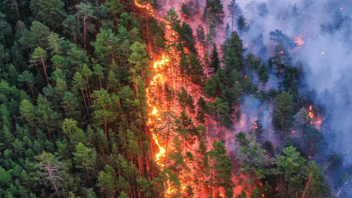 В крае сняли режим ЧС из-за лесных пожаров