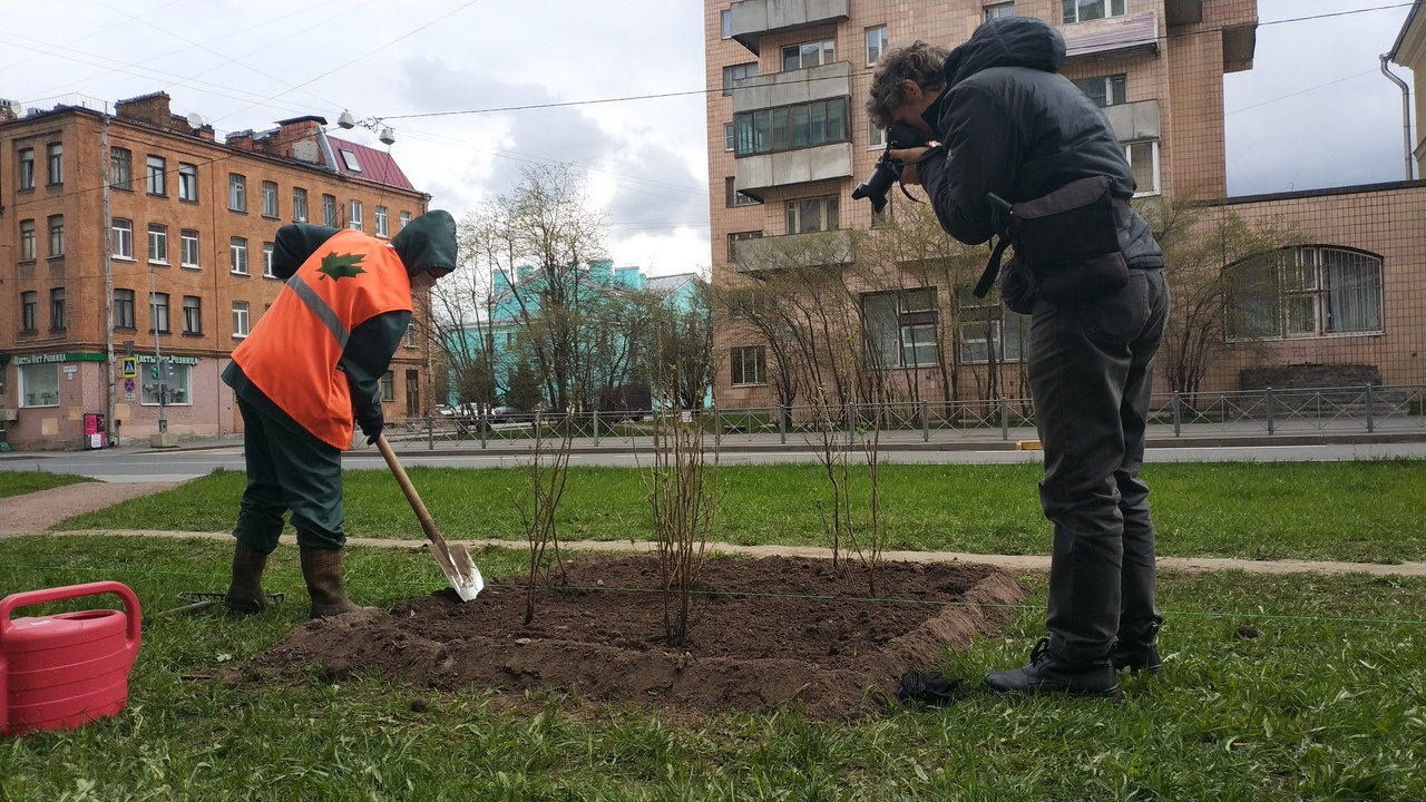 Санкт петербург комитет по благоустройству сайт. Рабочий по благоустройству СПБ. Официальные данные по озеленению Санкт-Петербурга. Работа на Озеленение СПБ. Василий понеделка по благоустройству Петербурга семья.