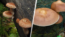 В Академгородке выросли редкие грибы, но есть их нельзя — показываем, как они выглядят