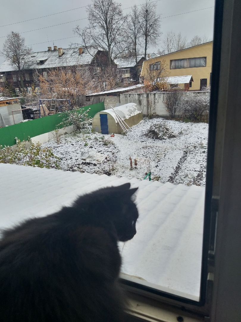 Кажется, кот немного удивлен Кажется, кот немного удивлен