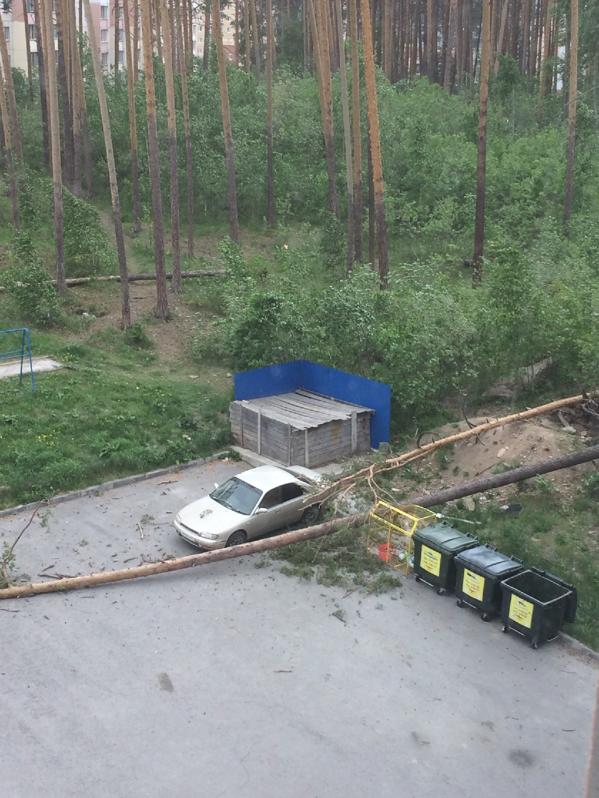 А это поваленные деревья в Снежинске