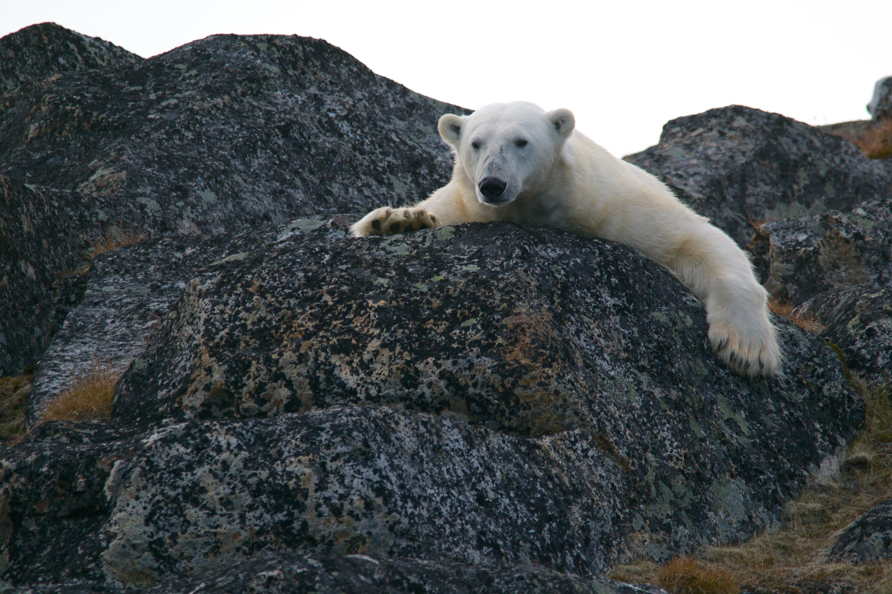 Чтобы узнать, как живут, кормятся и размножаются белые медведи, на них надевают GPS-ошейники, которые часто привлекают медвежат