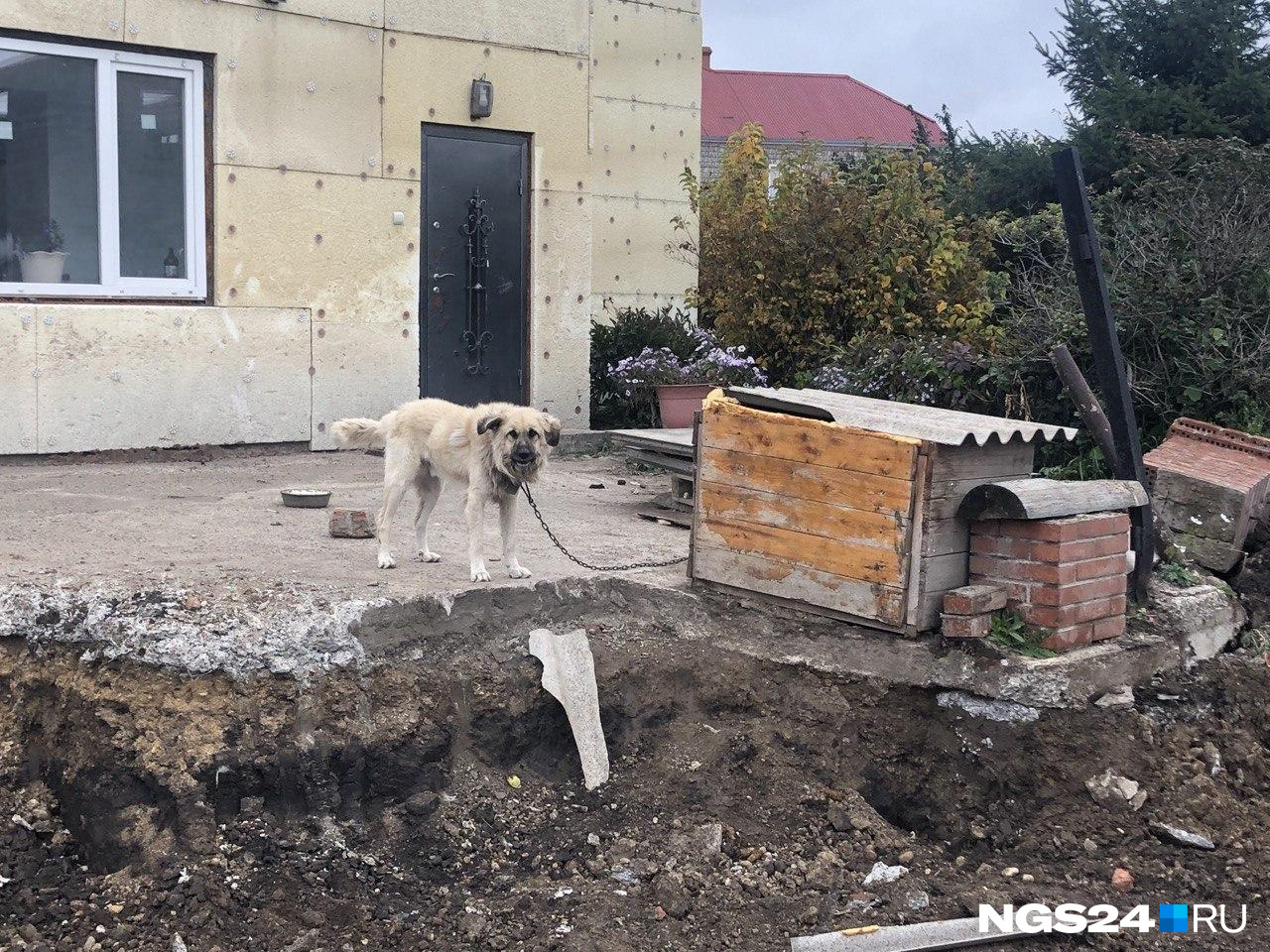 Пес остался при своем доме — будку экскаватор не тронул Пес остался при своем доме — будку экскаватор не тронул