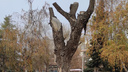 Из коряги в Горсаду Волгограда сделают арт-объект. 33 дерева вырубят