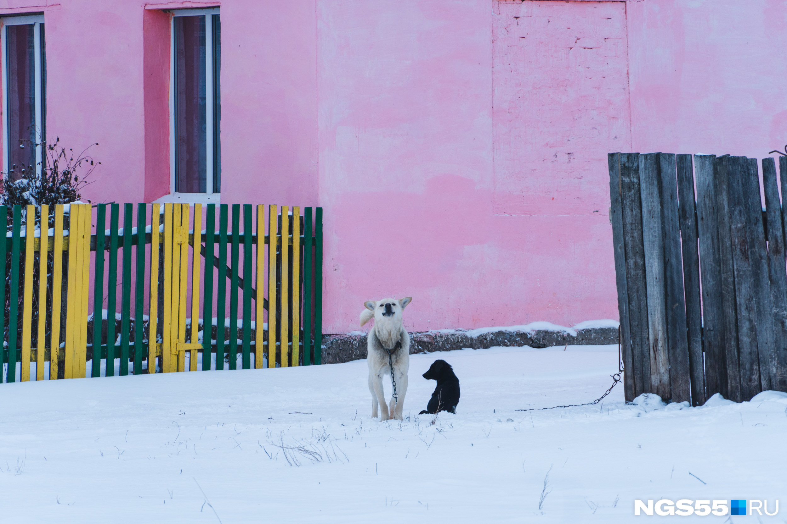 Собачка отлично охраняла свою территорию от незваных гостей из Омска