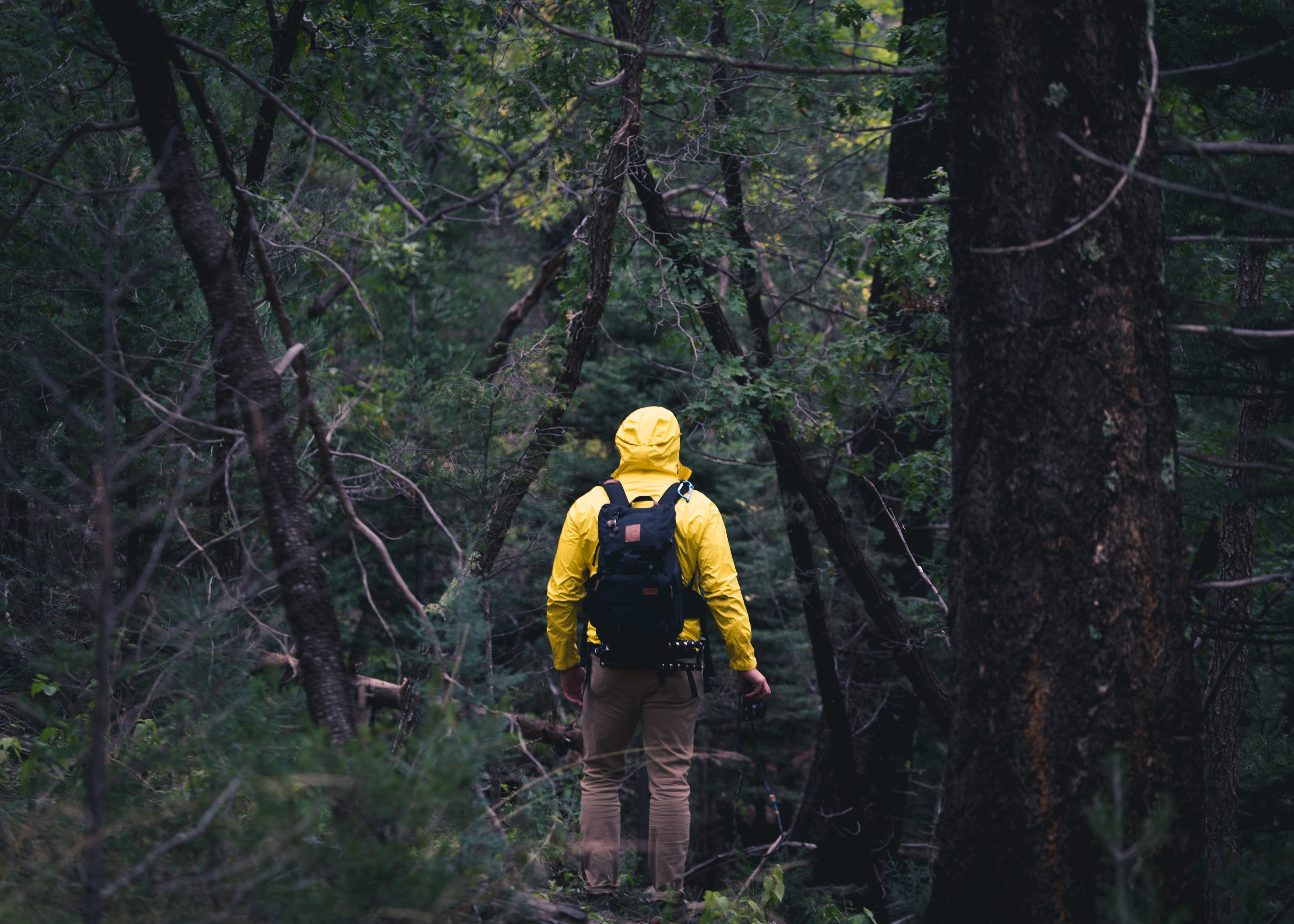 В лесу может потеряться каждый, поэтому лучше предостеречь себя и скачать МТС Поиск